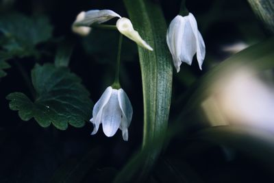 Close-up of white flowers