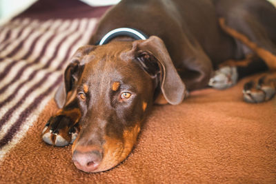 Close-up of dog lying down