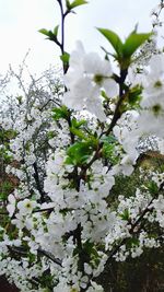 Close-up of apple blossoms in spring