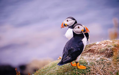 Close-up of bird perching on rock