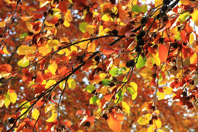 Close-up of maple leaves on tree