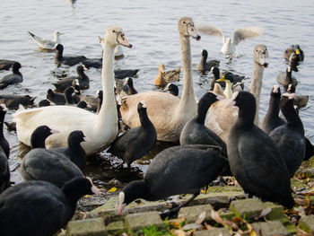 Swans and ducks on lake
