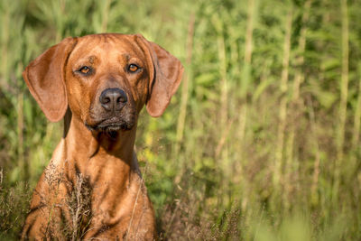 Close-up portrait of a dog