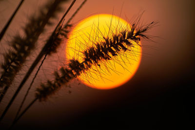 Close-up of silhouette plant against orange sky