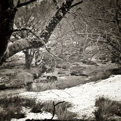 Bare trees in forest