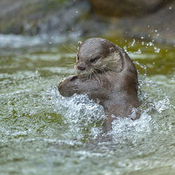 Close-up of turtle swimming in lake