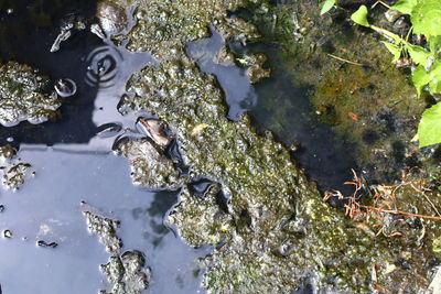 High angle view of turtle in lake