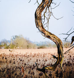 Close-up of bare tree against clear sky