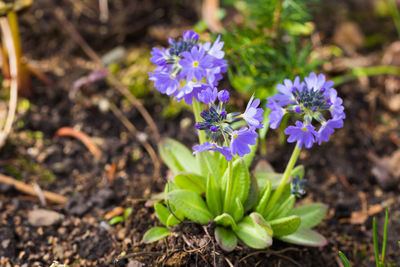 Close-up of purple flowers blooming outdoors