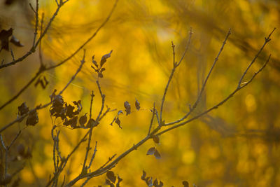 Low angle view of flowering plants against blurred background