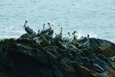 Birds perching on rock by sea