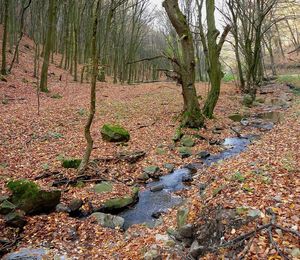 Plants growing by stream in forest