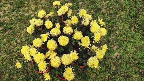 High angle view of yellow flowers blooming on field