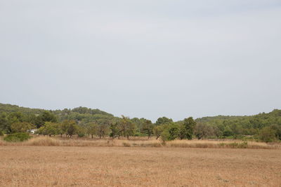 Trees on field against clear sky