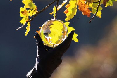 Close-up of hand holding autumn leaves against sky