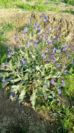 High angle view of purple flowering plants on field