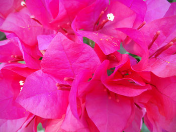 Full frame shot of wet pink flowers