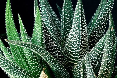 Close-up of succulent plant