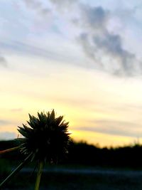 Silhouette plant on field against sky during sunset