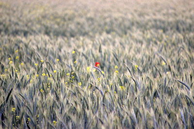 View of flowering plants growing on field