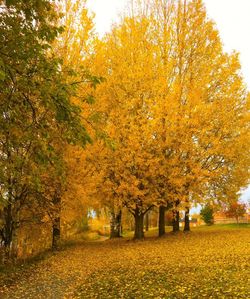 Trees in park