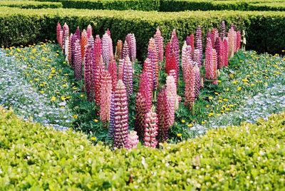 Flowers growing in field