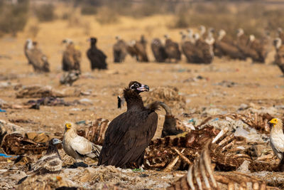 View of a bird on land