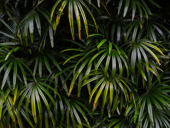 Close-up of layered palm leaves in the forest