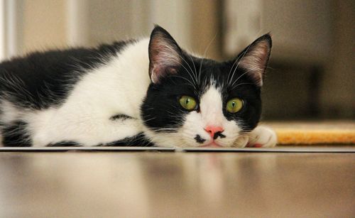 Close-up portrait of a cat