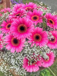Close-up of pink flowers blooming outdoors
