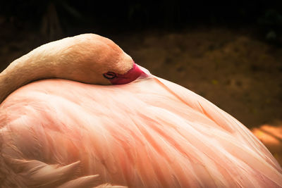 Close-up of bird