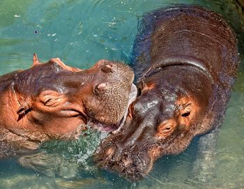 View of lion in lake