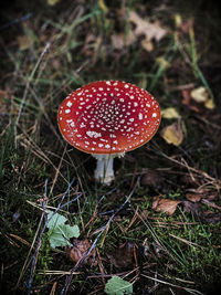 Close-up of fly agaric mushroom on field