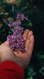 Close-up of hand holding purple flowering plant