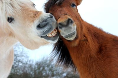 Close-up of two horses