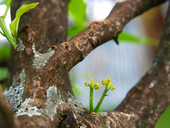 Close-up of tree trunk