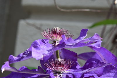 Close-up of purple flower