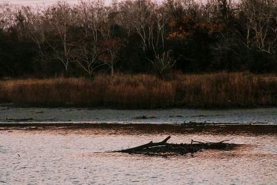 Bird on tree by water against sky