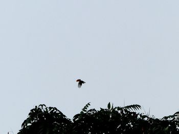 Low angle view of eagle flying against clear sky