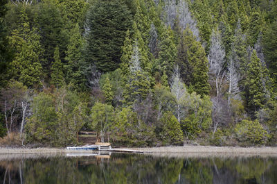 Pine trees by lake in forest