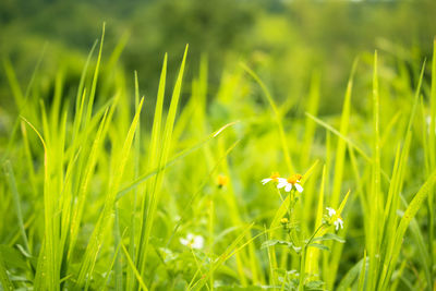 Close-up of flowering plants on land