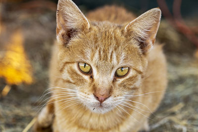 Close-up portrait of cat