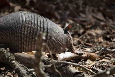 Close-up of a reptile on field