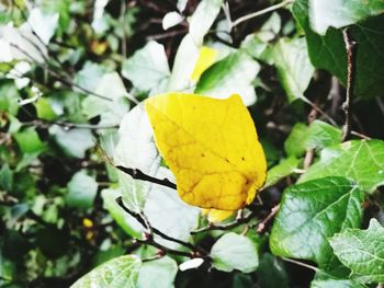 Close-up of yellow flower