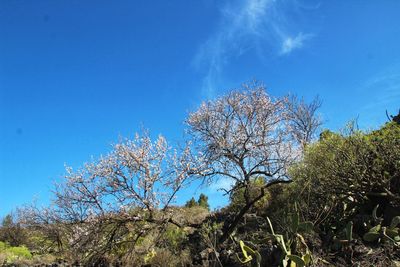 Low angle view of plants against blue sky