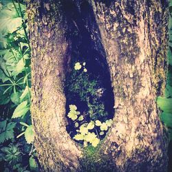 Plants growing on tree trunk