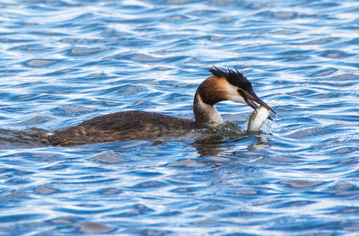 Close-up of duck swimming on lake