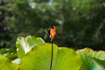 Close-up of bird perching on leaf