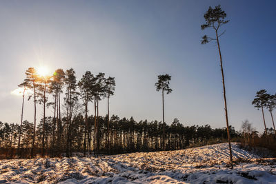 Trees on snow covered field against sky