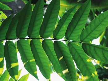 Close-up of green leaves